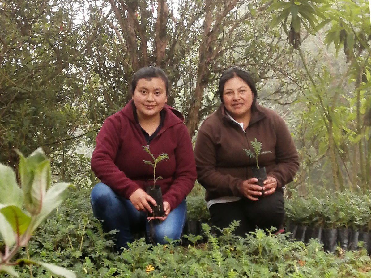 ¡Reforestación de Polylepis en la reserva Yanacocha!